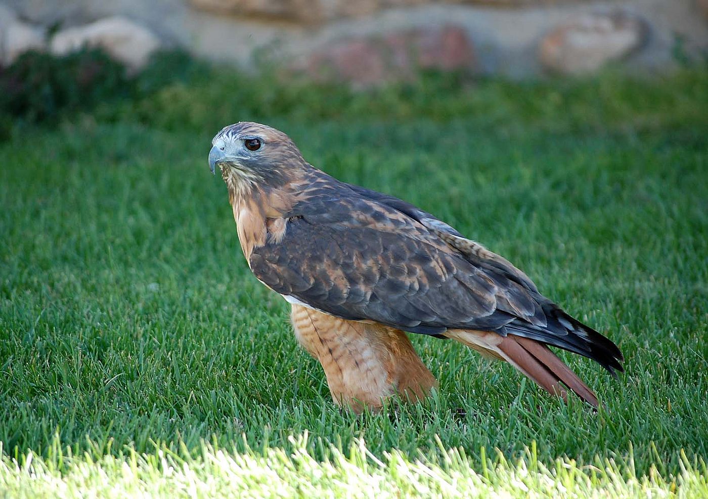 Draper Museum Raptor Experience: Isham the red-tailed hawk