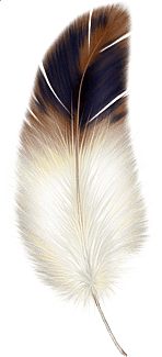 Feather guards stop bird collisions