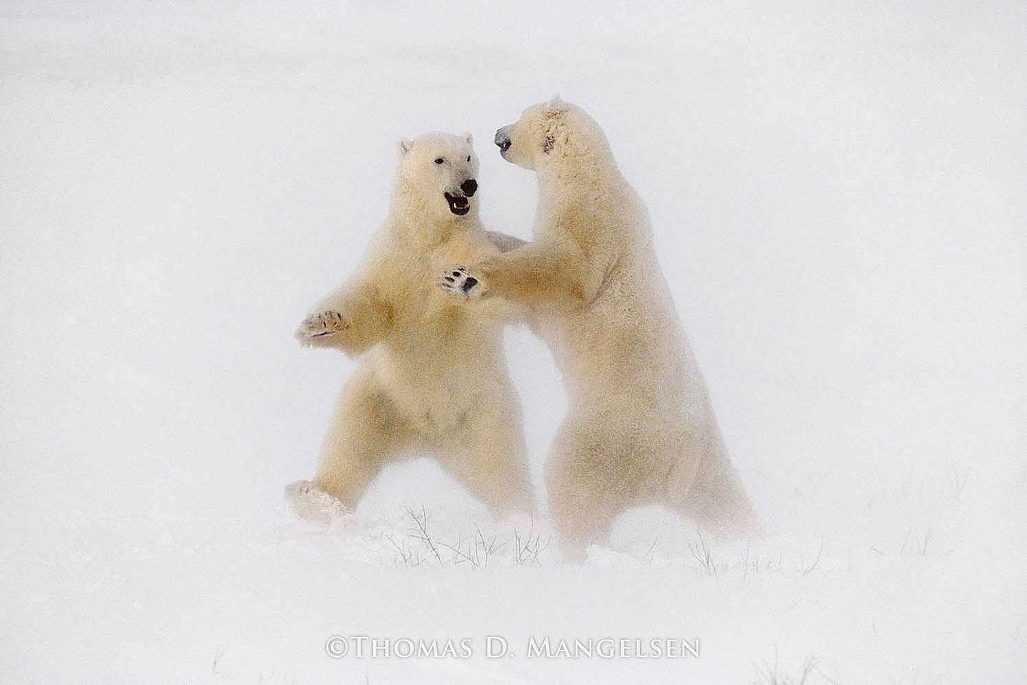 Polar Dance, Hudson Bay, Churchill, Manitoba, Canada, 1989. Thomas D. Mangelsen, Fujiflex Crystal Archive Print, 40 x 55 inches.