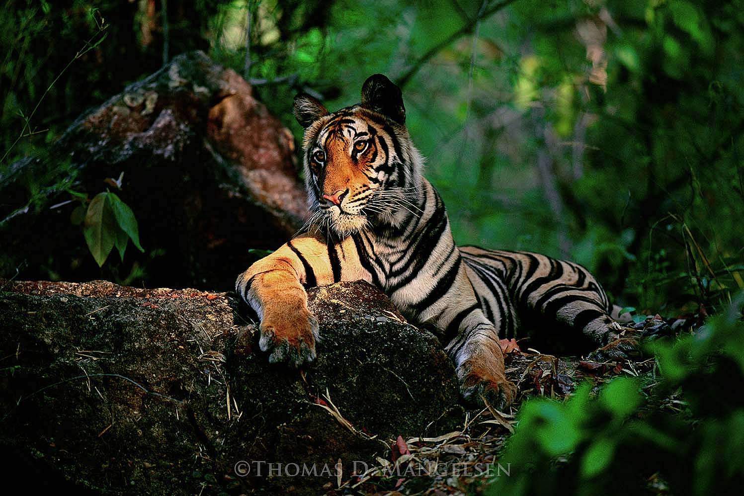 Light in the Forest, 1998, Thomas D. Mangelsen, Fujiflex Crystal Archive Print, 50 x 70 inches.