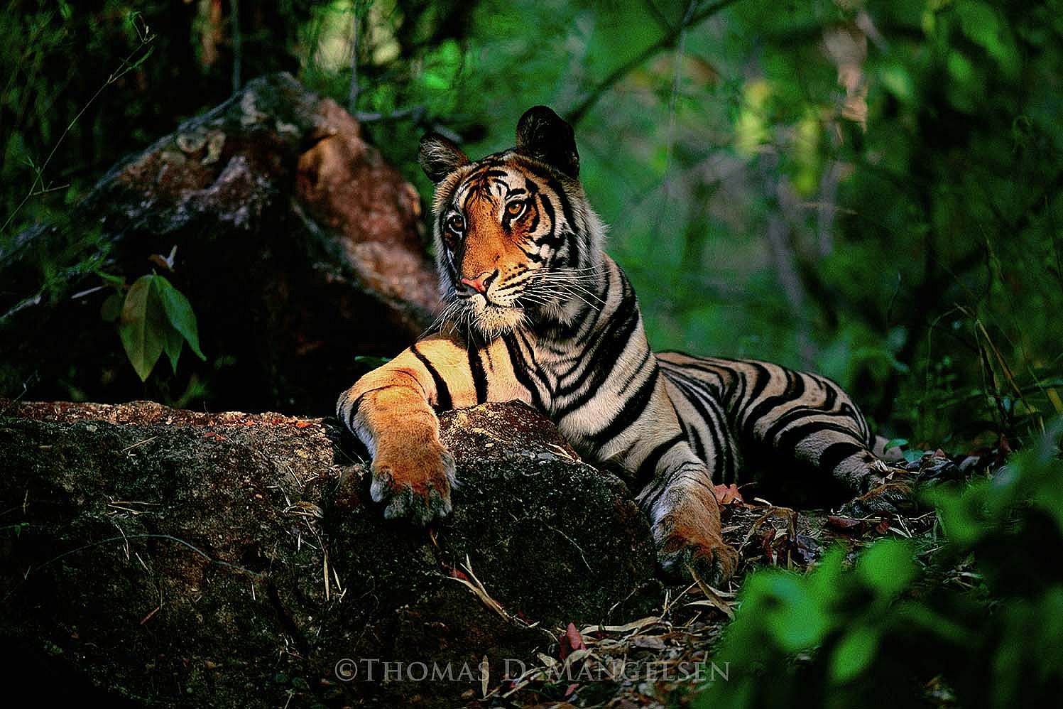 Light in the Forest, 1998, Thomas D. Mangelsen, Fujiflex Crystal Archive Print, 50 x 70 inches.