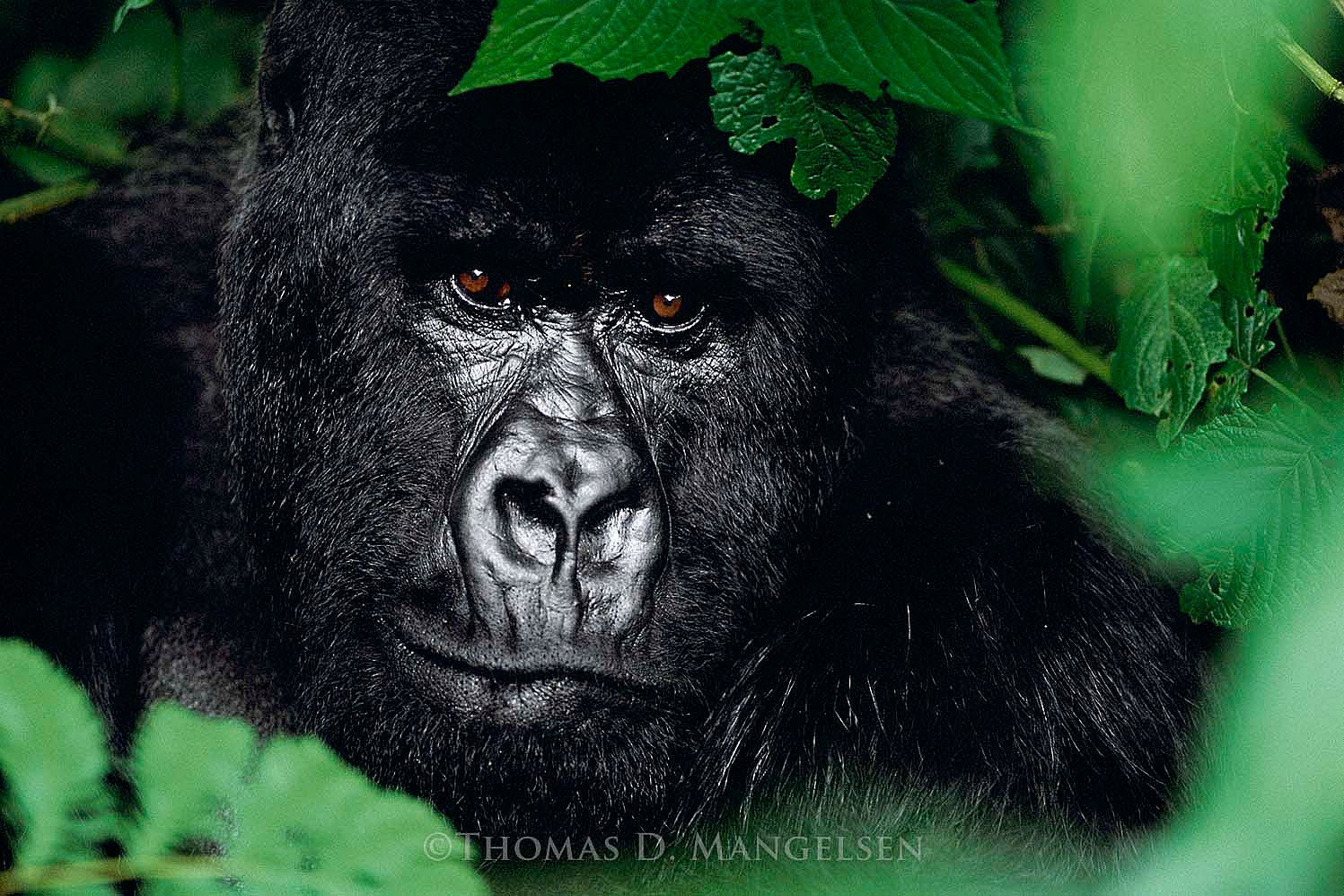 Gentle Giant - The Silverback, Virunga Mountains, Volcanoes National Park, 2003. Thomas D. Mangelsen, Fujiflex Crystal Archive Print, 50 x 70 inches.