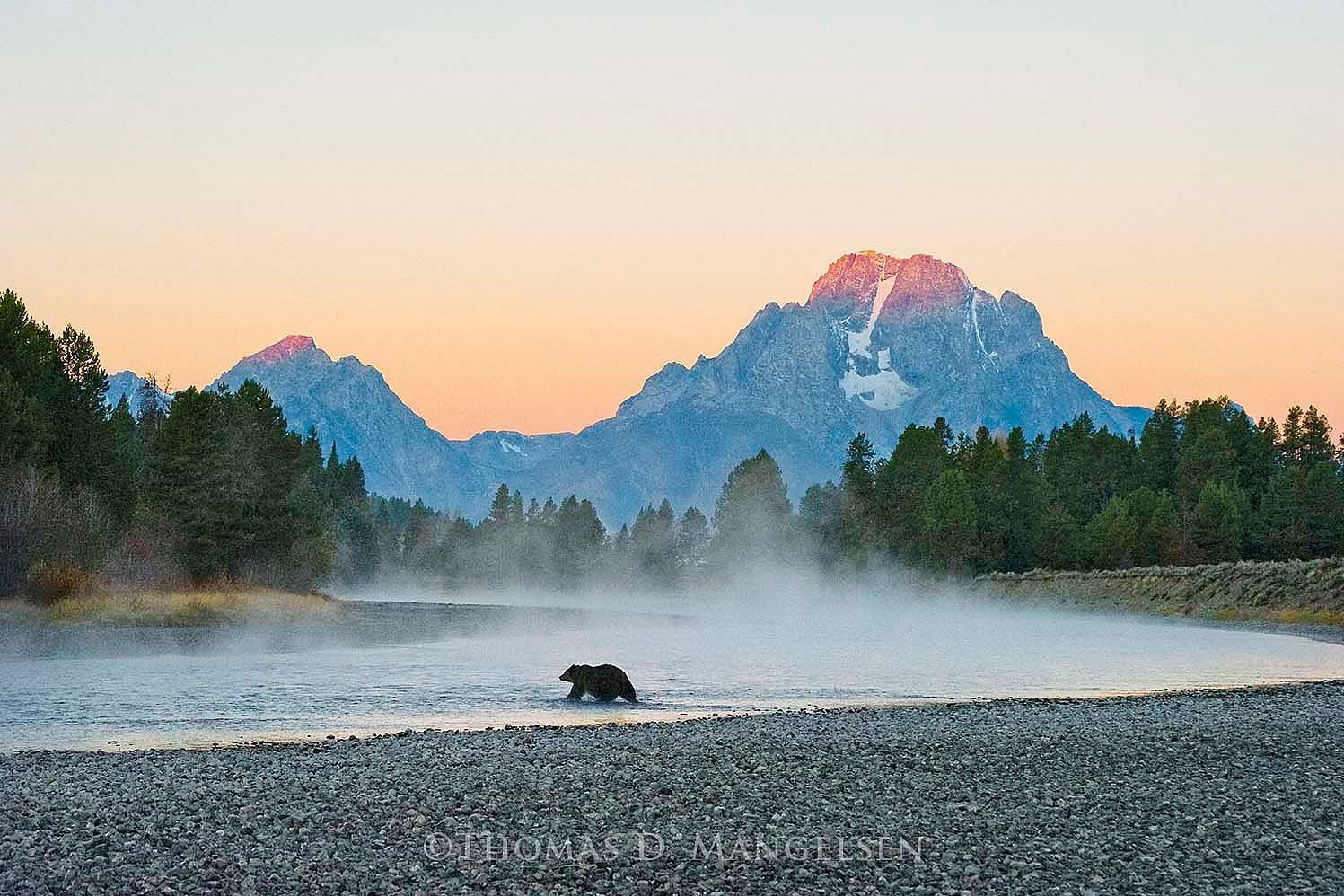 First Light Grizzly - Grizzly Bear, Grand Teton National Park, Wyoming, 2010. Thomas D. Mangelsen, Fujiflex Crystal Archive Print, 50 x 70 inches.