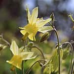 Yellowstone wildflowers: Coville's columbine