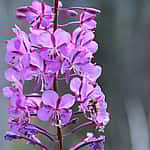 Fireweed with bee, Yellowstone National Park