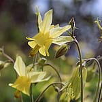Yellowstone wildflowers: Coville's columbine