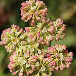 Buckwheat, Yellowstone National Park