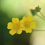 Cinquefoil, Yellowstone National Park
