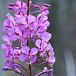 Fireweed with bee, Yellowstone National Park