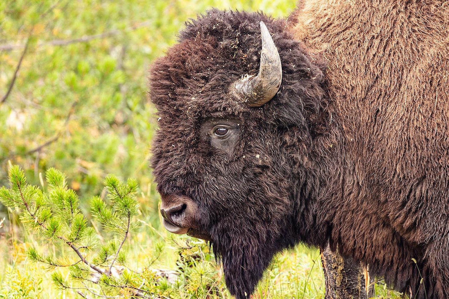 Bison portrait. Jacob W. Frank / NPS photo.