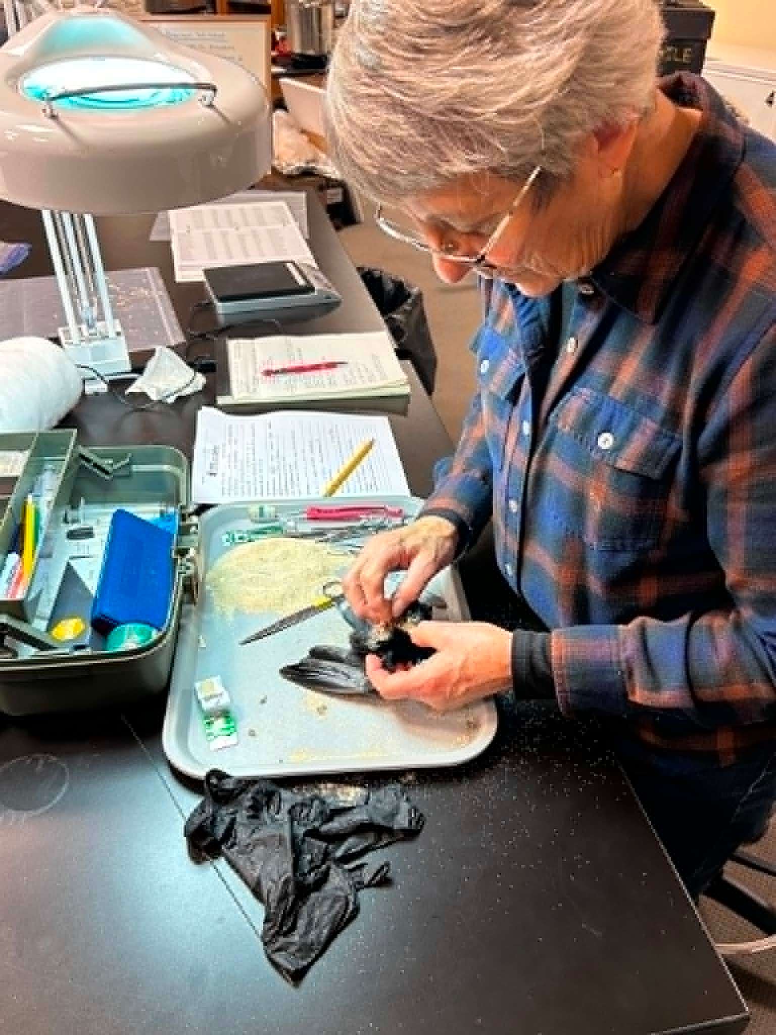 Volunteer Judy Mackie starts the roundskin preparation by cutting open the chest cavity.