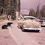 A selection from the more than 300,000 images found in the McCracken Archives. Jack Richard was a journalist and professional photographer in Cody, Wyoming. Subjects include Yellowstone National Park, industries, portraits, ranching, and aerial photography. This project was made possible in part by a Museums for America grant from the Institute of Museum and Library Services. The project was also funded in part by a generous grant from the Carol McMurry Library Donor Advised Endowment Fund, through the Wyoming Community Foundation. Thank you!