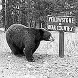 The Yellowstone National Park Collection consists of publications, memorabilia, souvenirs, academic publications, correspondence, photographic media, illustrations, postcards, and correspondence related to the park and its inception, existence, and development.