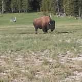 Greater Yellowstone Sights and Sounds 2