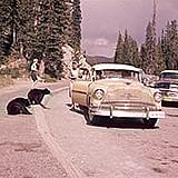 A selection from the more than 300,000 images found in the McCracken Archives. Jack Richard was a journalist and professional photographer in Cody, Wyoming. Subjects include Yellowstone National Park, industries, portraits, ranching, and aerial photography. This project was made possible in part by a Museums for America grant from the Institute of Museum and Library Services. The project was also funded in part by a generous grant from the Carol McMurry Library Donor Advised Endowment Fund, through the Wyoming Community Foundation. Thank you!