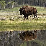 Yellowstone Country