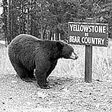 The Yellowstone National Park Collection consists of publications, memorabilia, souvenirs, academic publications, correspondence, photographic media, illustrations, postcards, and correspondence related to the park and its inception, existence, and development.