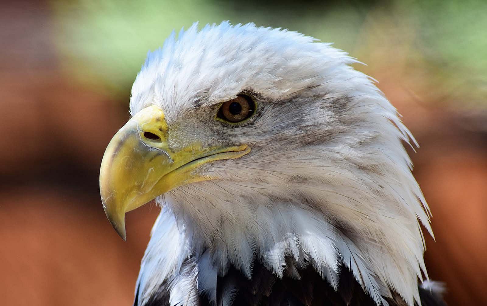 Close up head shot of a 7 year old Bald Eagle with mostly white head.