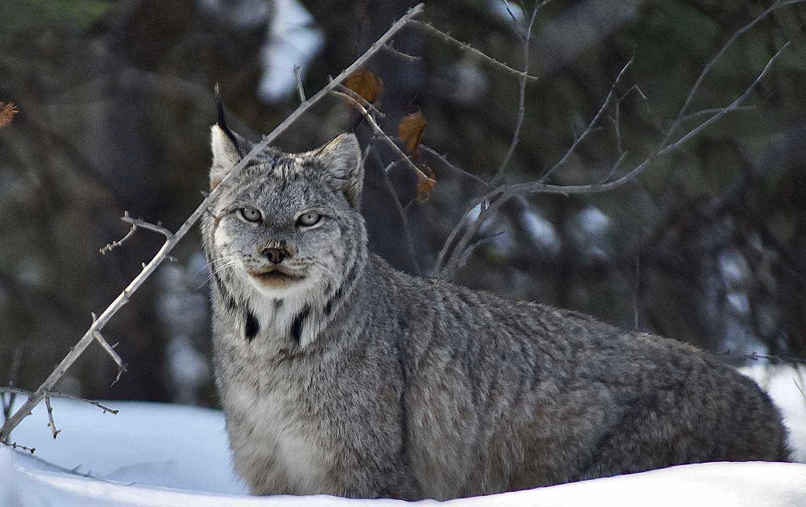 Canada Lynx in snowy landscape with evergreen trees in background. Photo: USDA, RMRS - Canada Lynx of the Rockies Research Program.