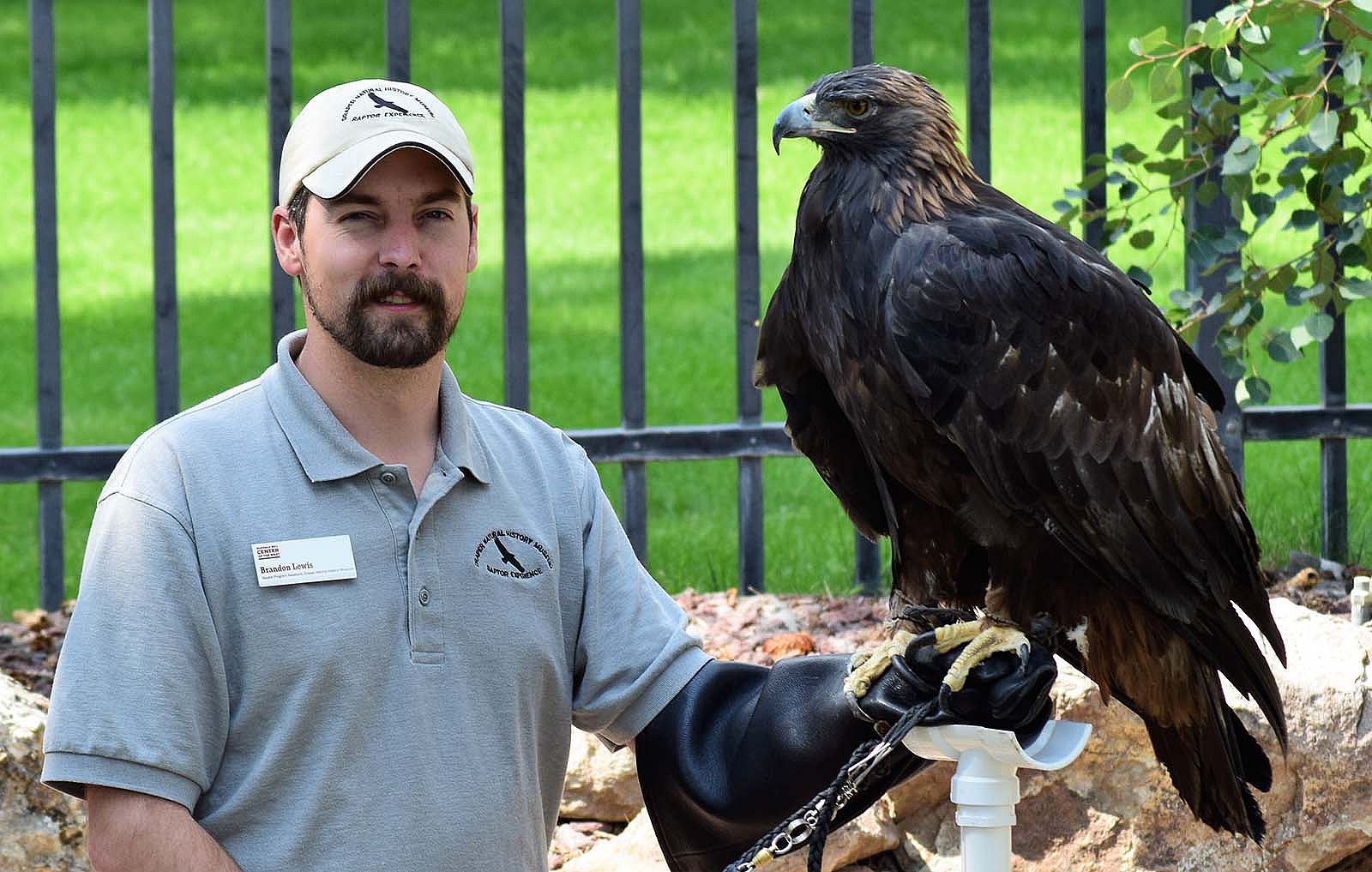 Brandon Lewis gray Draper Natural History Museum Raptor Experience shirt, with cap; golden eagle Kateri on glove.