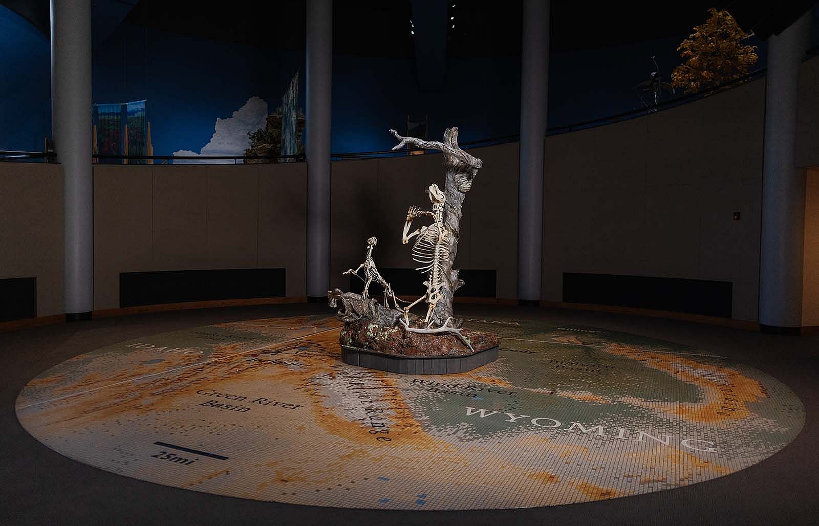 Articulated mountain lion and grizzly bear skeleton exhibit.
