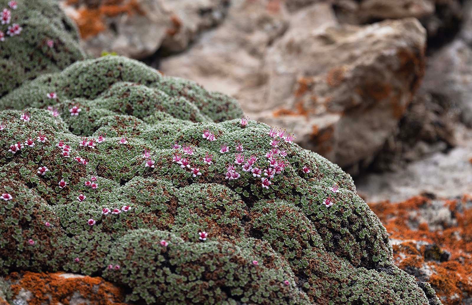 A member of the rose family, Kelseya uniflora is one of many native wild plant species participants may encounter during the Wyoming Native Plant Society's 2023 Wildflower Weekend which will be centered in Clark from June 16-18.