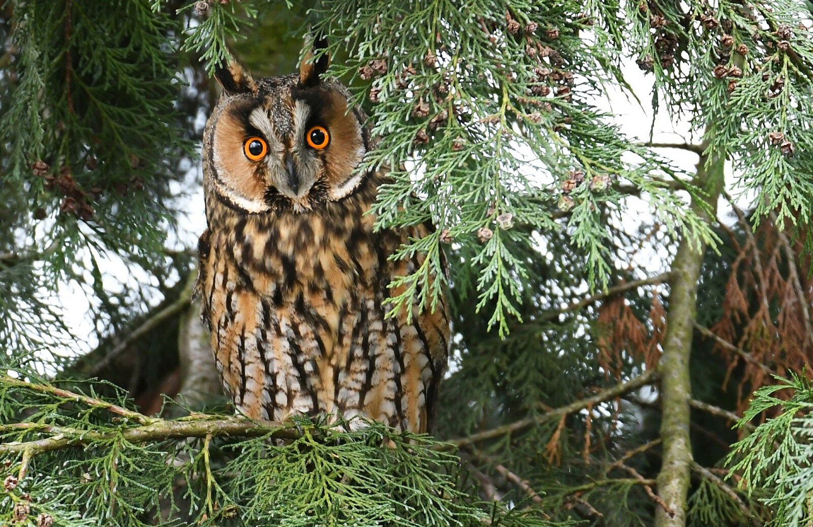 Long-eared Owl in tree