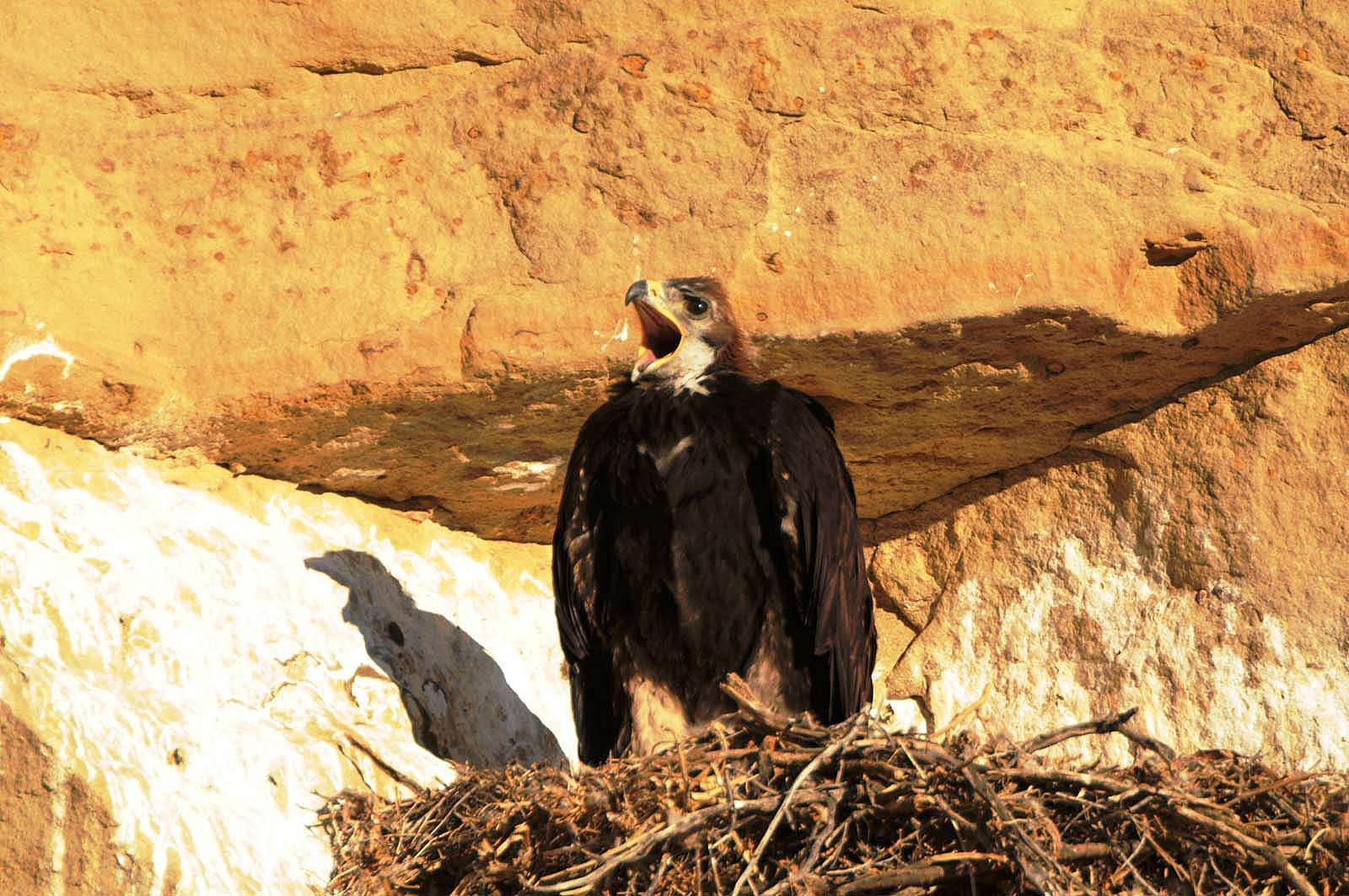 A golden eagle nestling has an urgent call for "food delivery" from its parents. Photo by Golden Eagle Posse member Richard Brady.