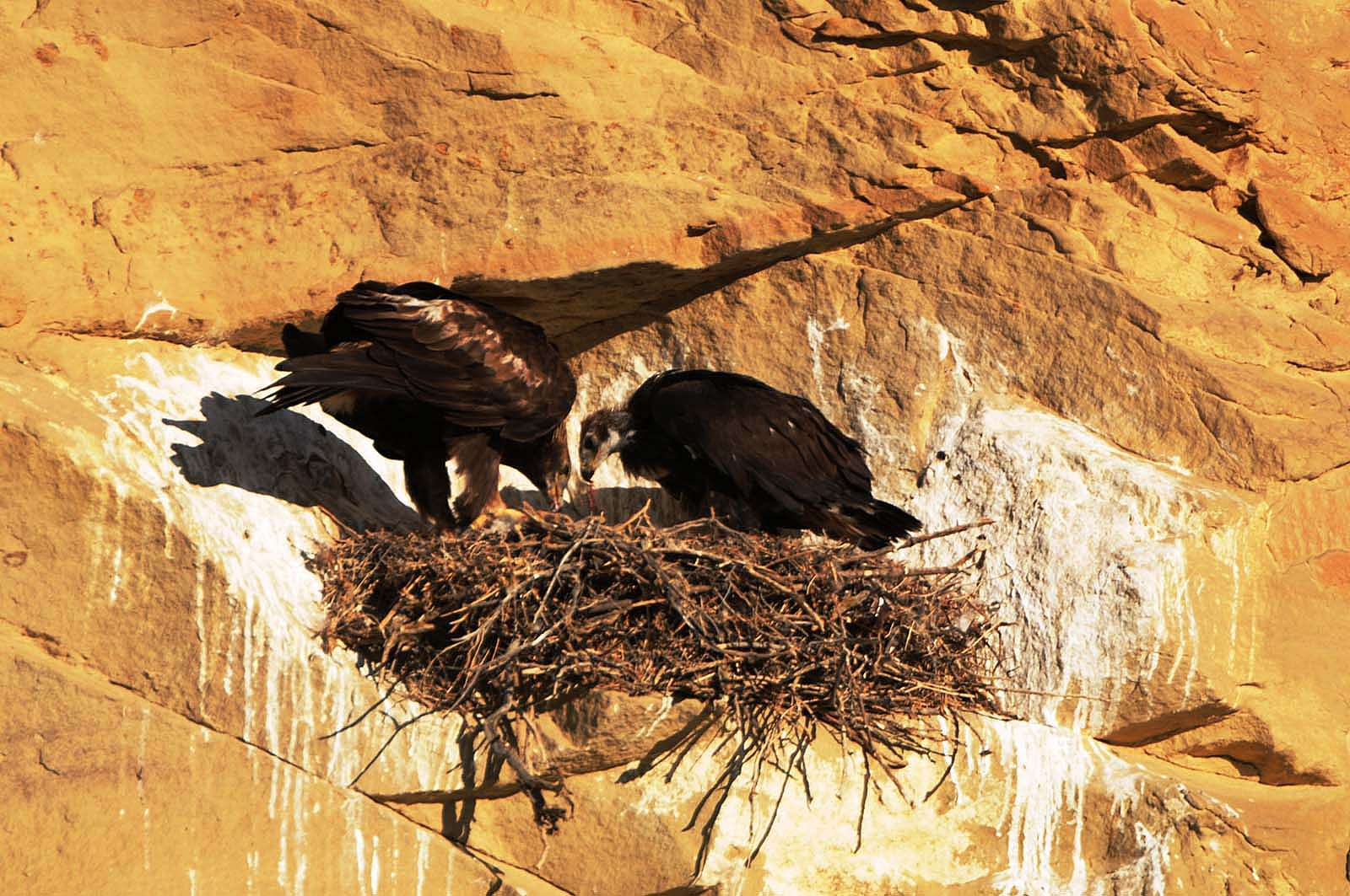 A golden eagle nestling has an urgent call for "food delivery" from its parents. Photo by Golden Eagle Posse member Richard Brady.