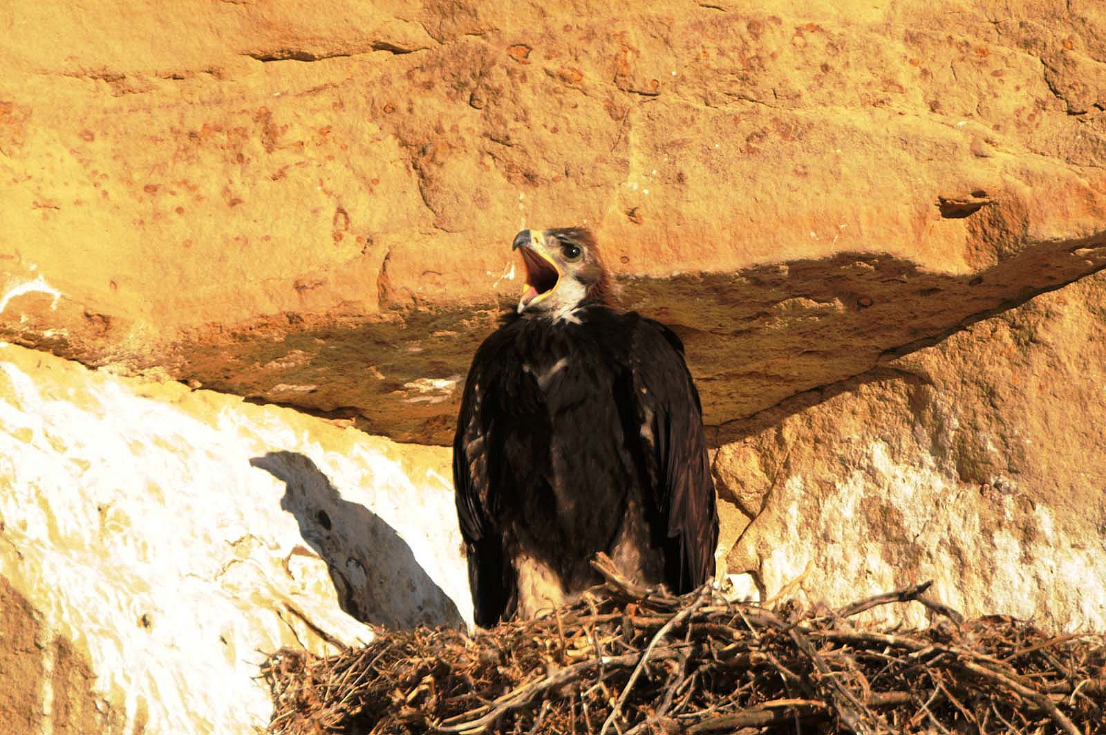 A golden eagle nestling has an urgent call for "food delivery" from its parents. Photo by Golden Eagle Posse member Richard Brady.
