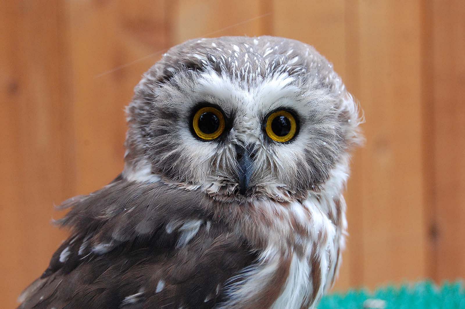 Draper Museum Raptor Experience: Remington the saw-whet owl