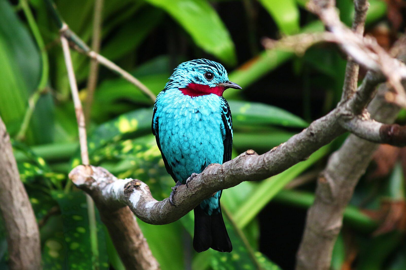A Spangled Cotinga sitting on a branch