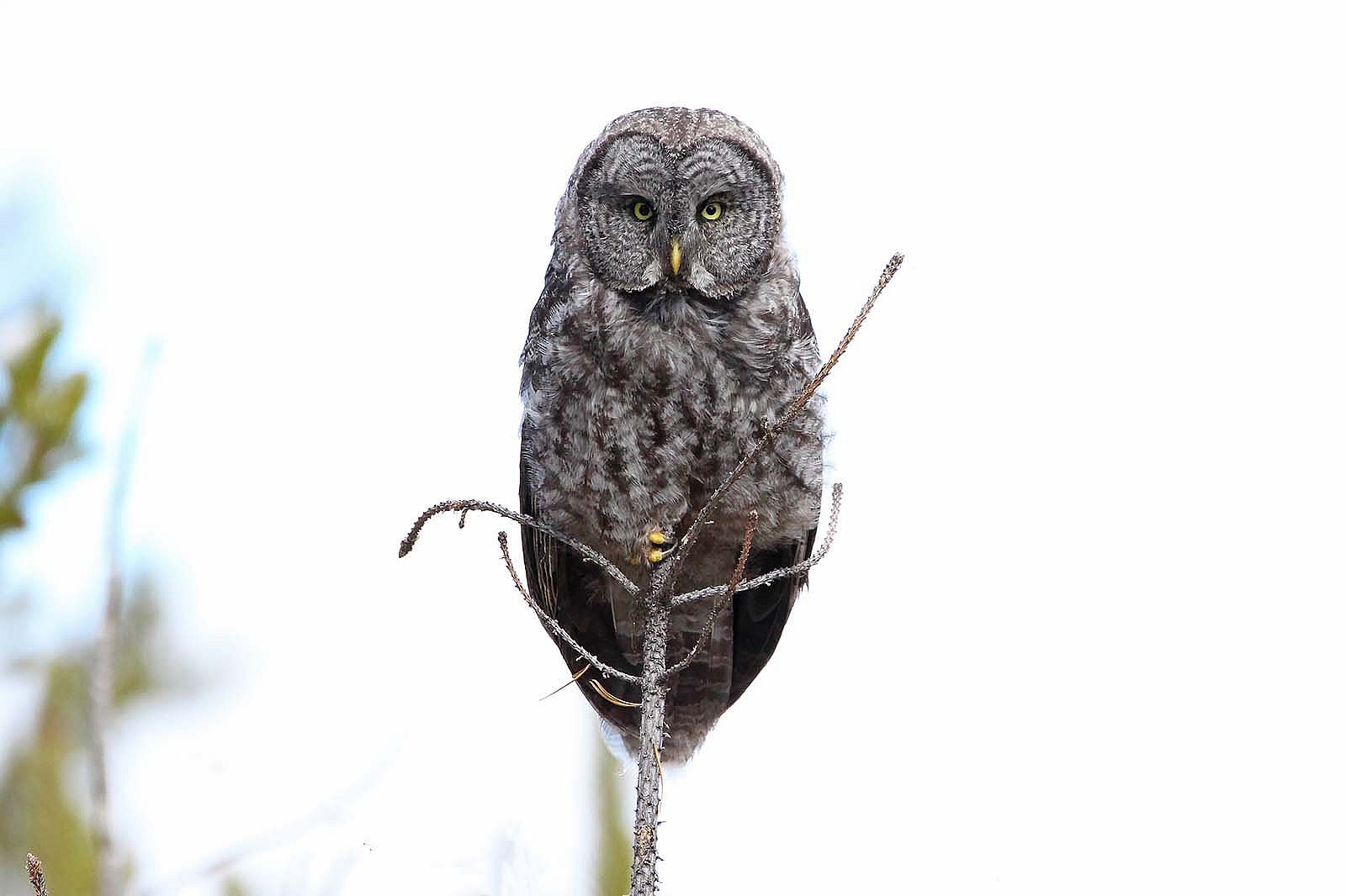 Great Great Grey Owl by Rebekah Childers