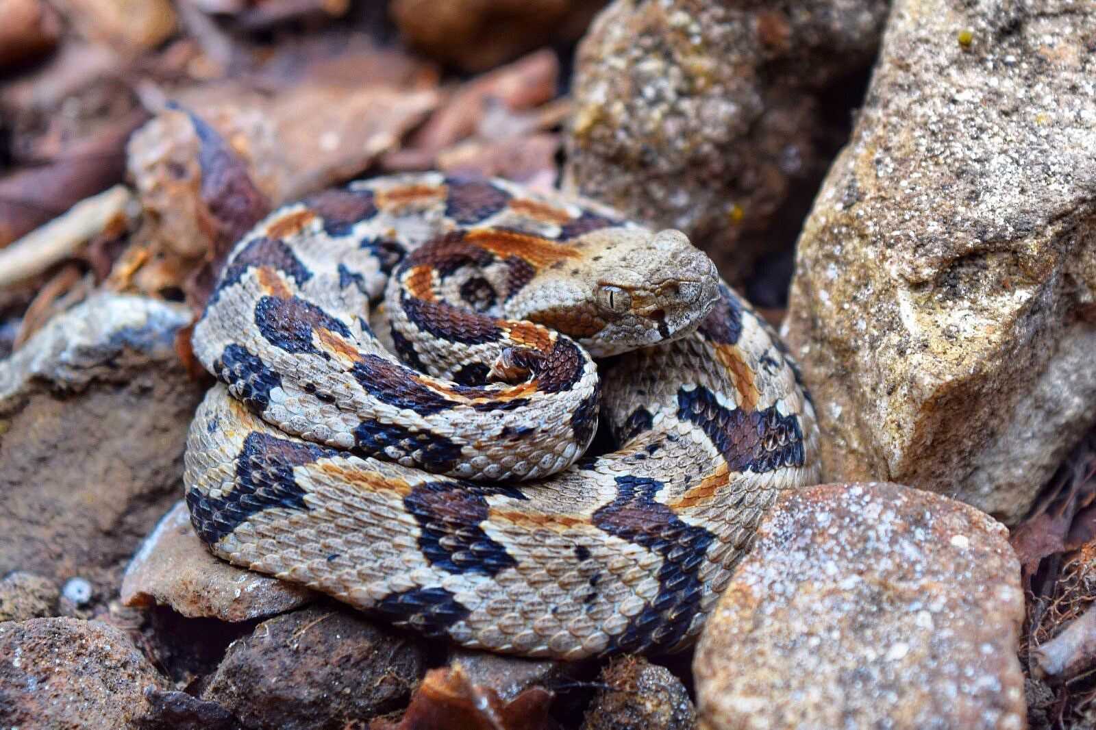 An example of  a snake that is venomous. 
