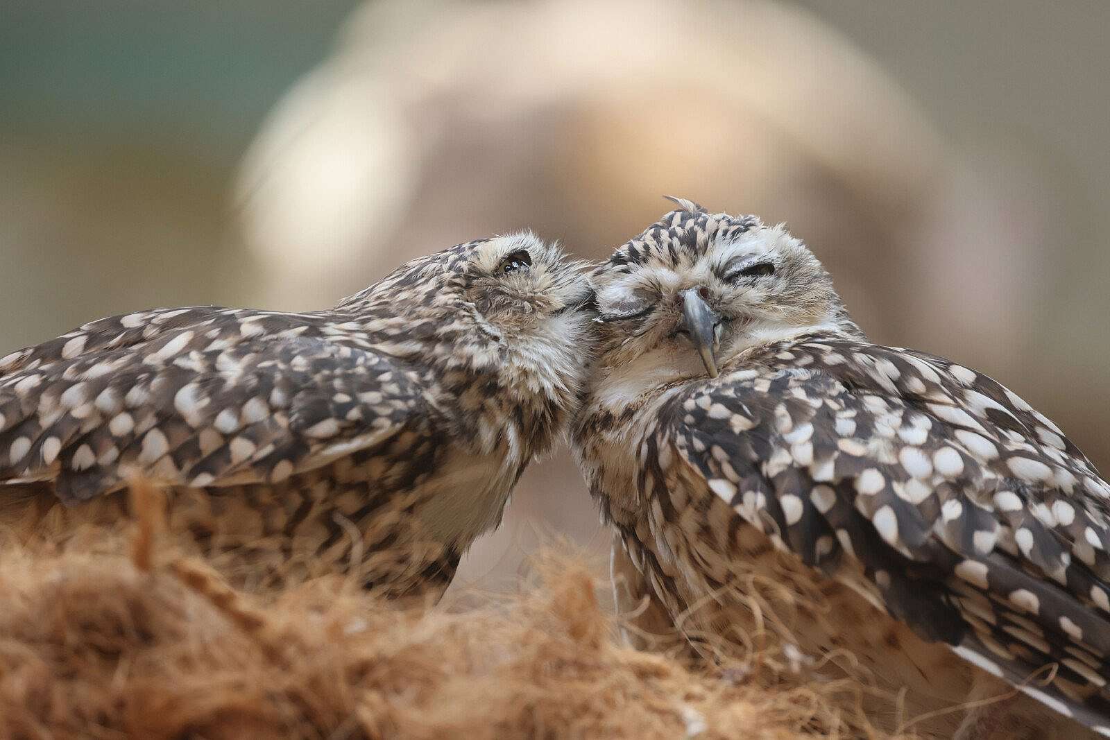 Two burrowing owls preening.