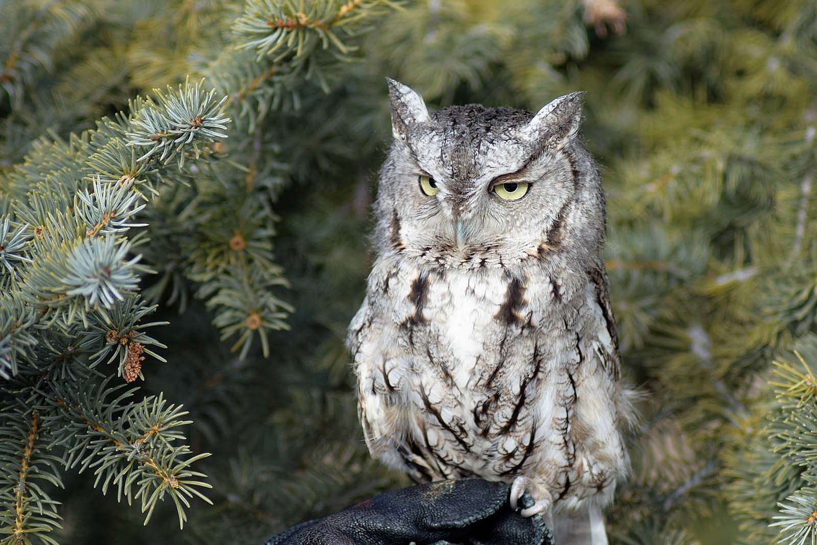 Draper Museum Raptor Experience: Monte the eastern screech owl