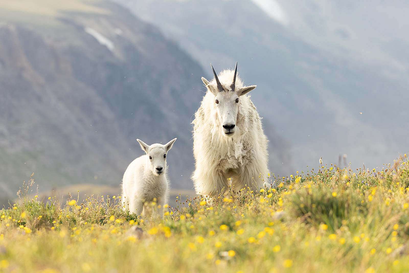 Mountain goat and kid. Photo by Julia Cook. @julia.littlelightningnature
