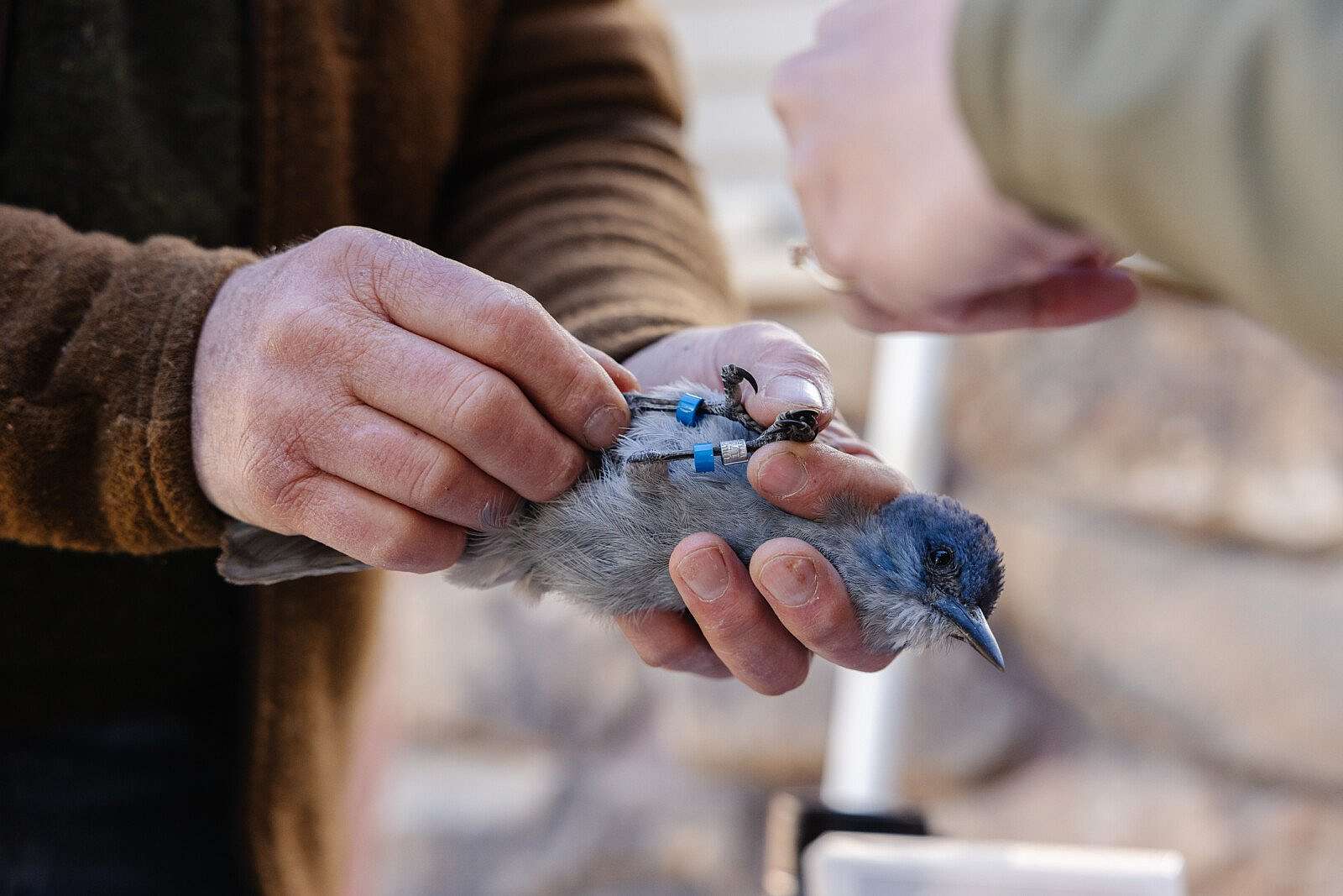 Closeup of researchers hands show the bands on the legs of a pinyon jay.