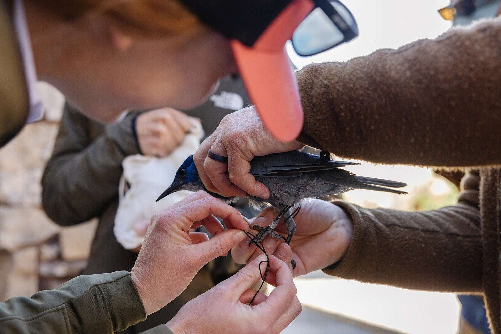 Researchers attach GPS devices to the legs of a Pinyon Jay.