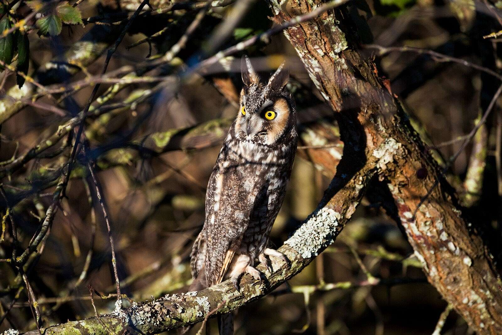Demonstration of camouflage technique of elongating body. 