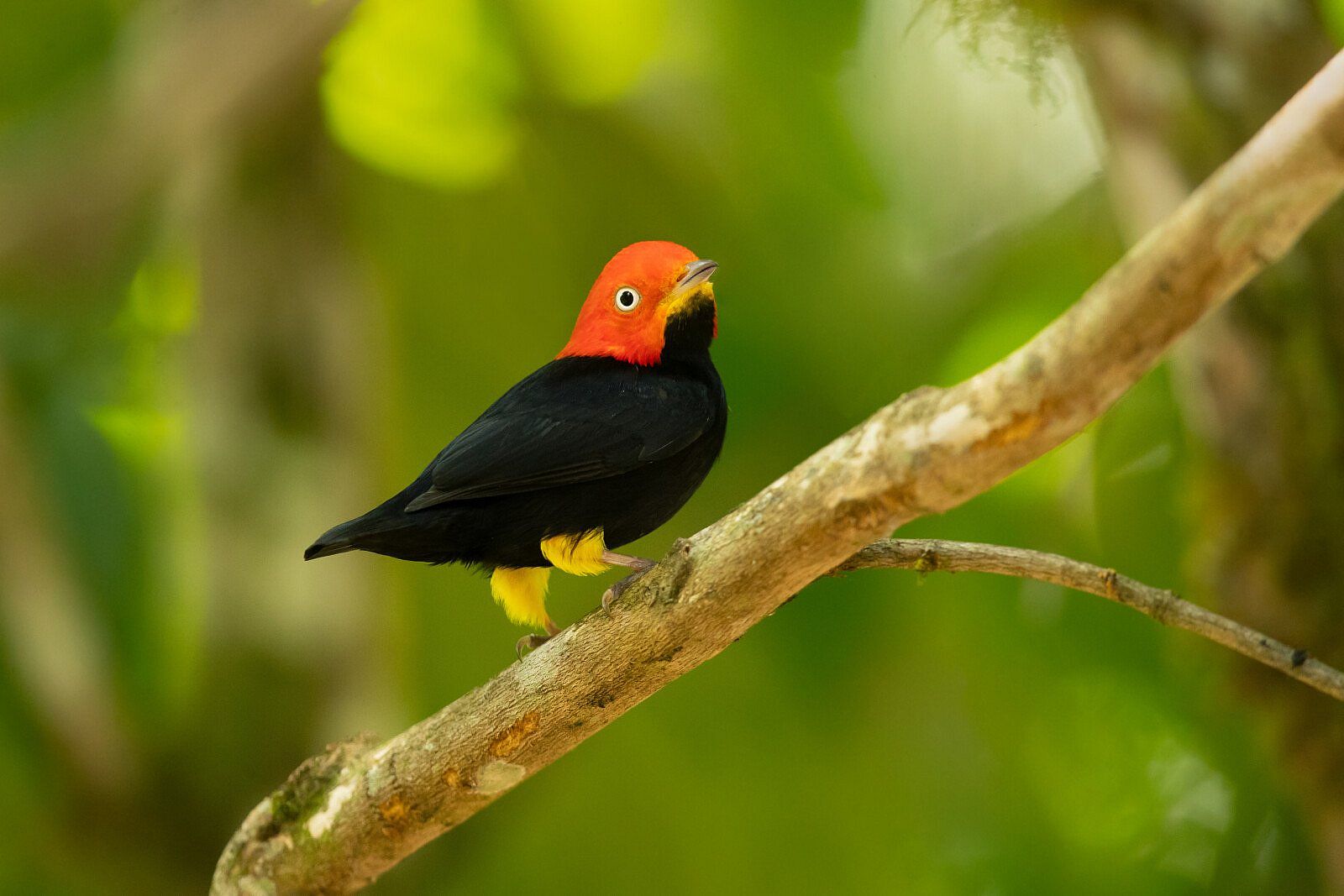 A small bird called the Red-capped manakin (Ceratopipra mentalis) stands on a branch with a blurred green background. It has red feathers on its head, black feathers on its body, and yellow feathers on its legs.