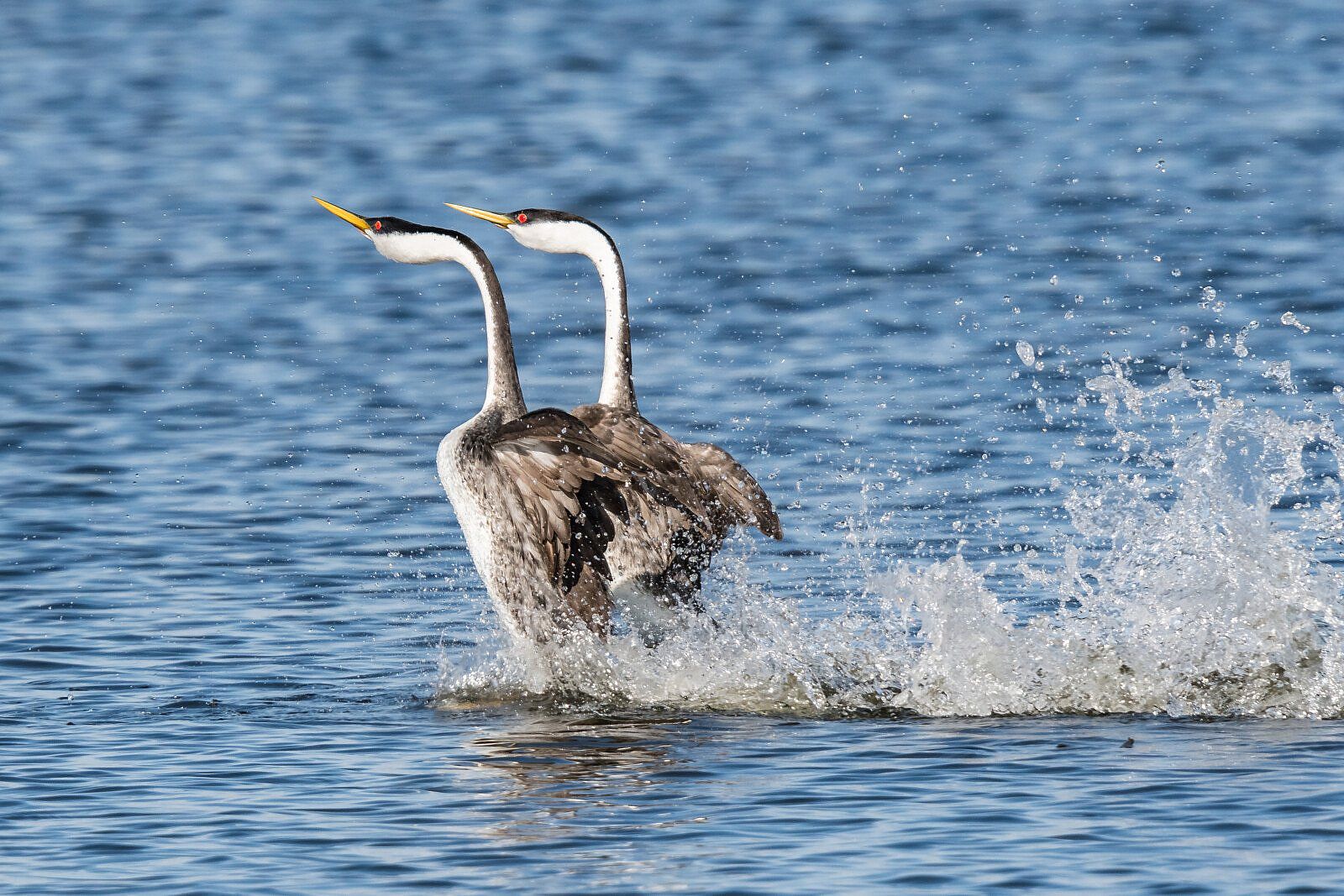 Two Western Grebes rush across the water in a courtship ritual
