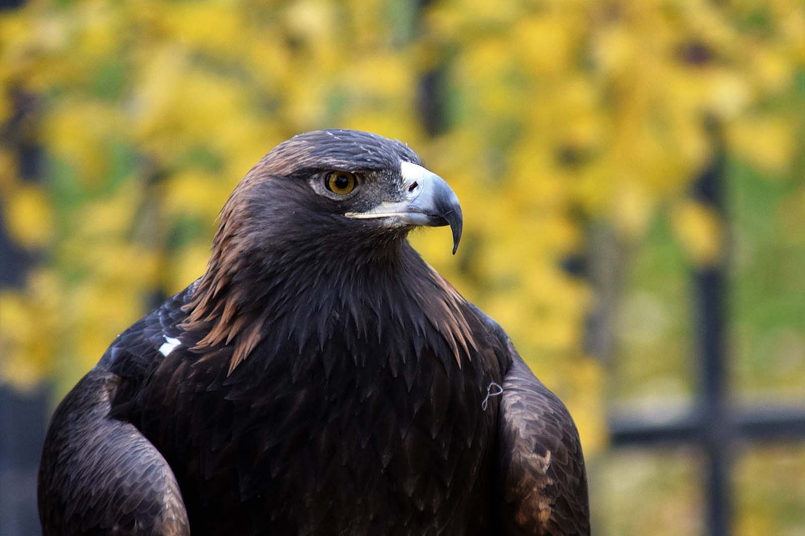 Draper Museum Raptor Experience: Kateri the golden eagle