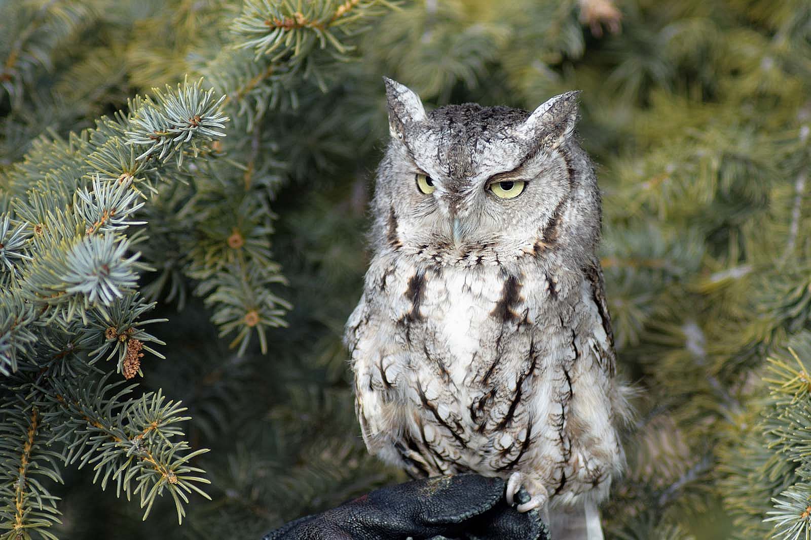 Draper Museum Raptor Experience: Monte the eastern screech owl