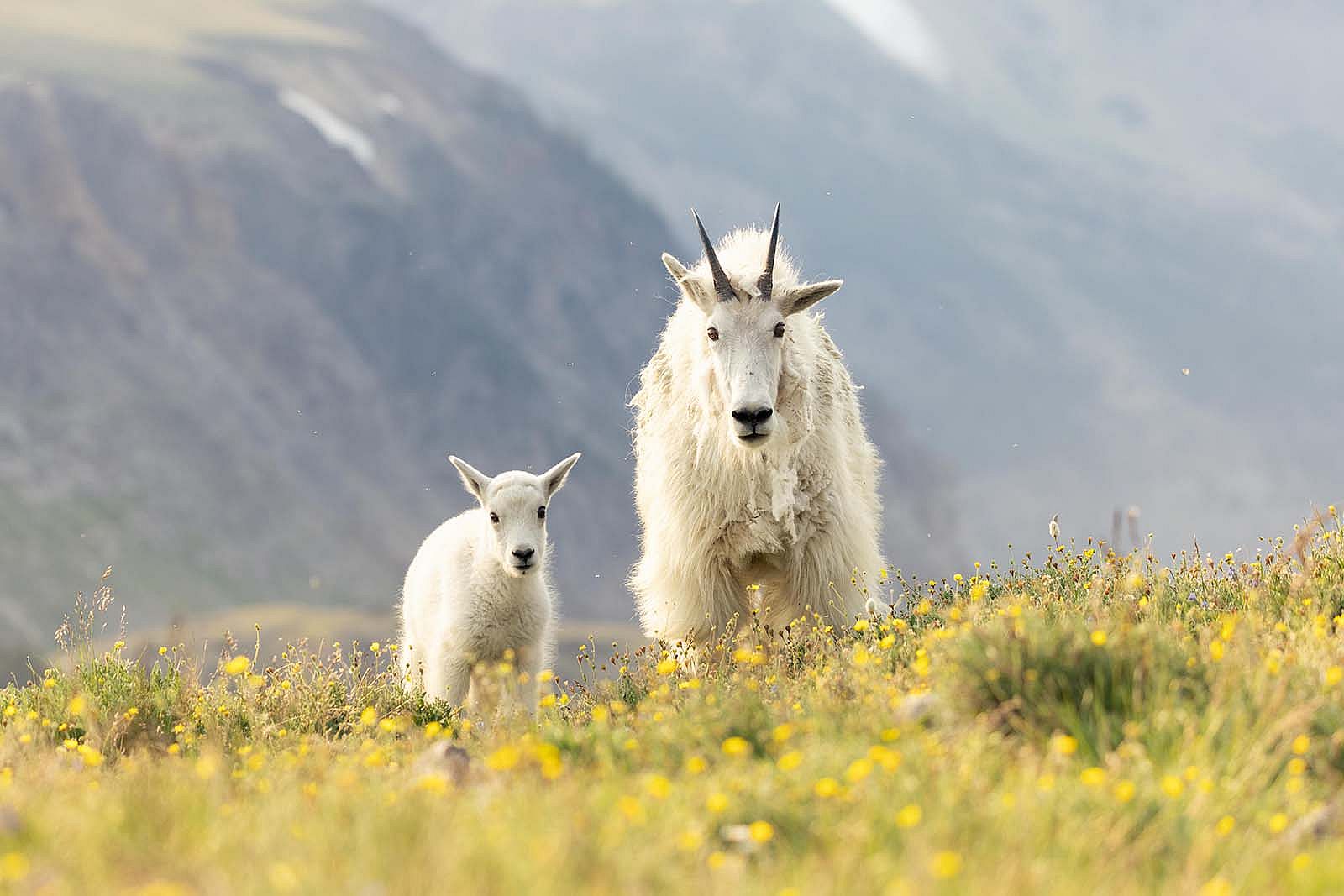 Mountain goat and kid. Photo by Julia Cook. @julia.littlelightningnature