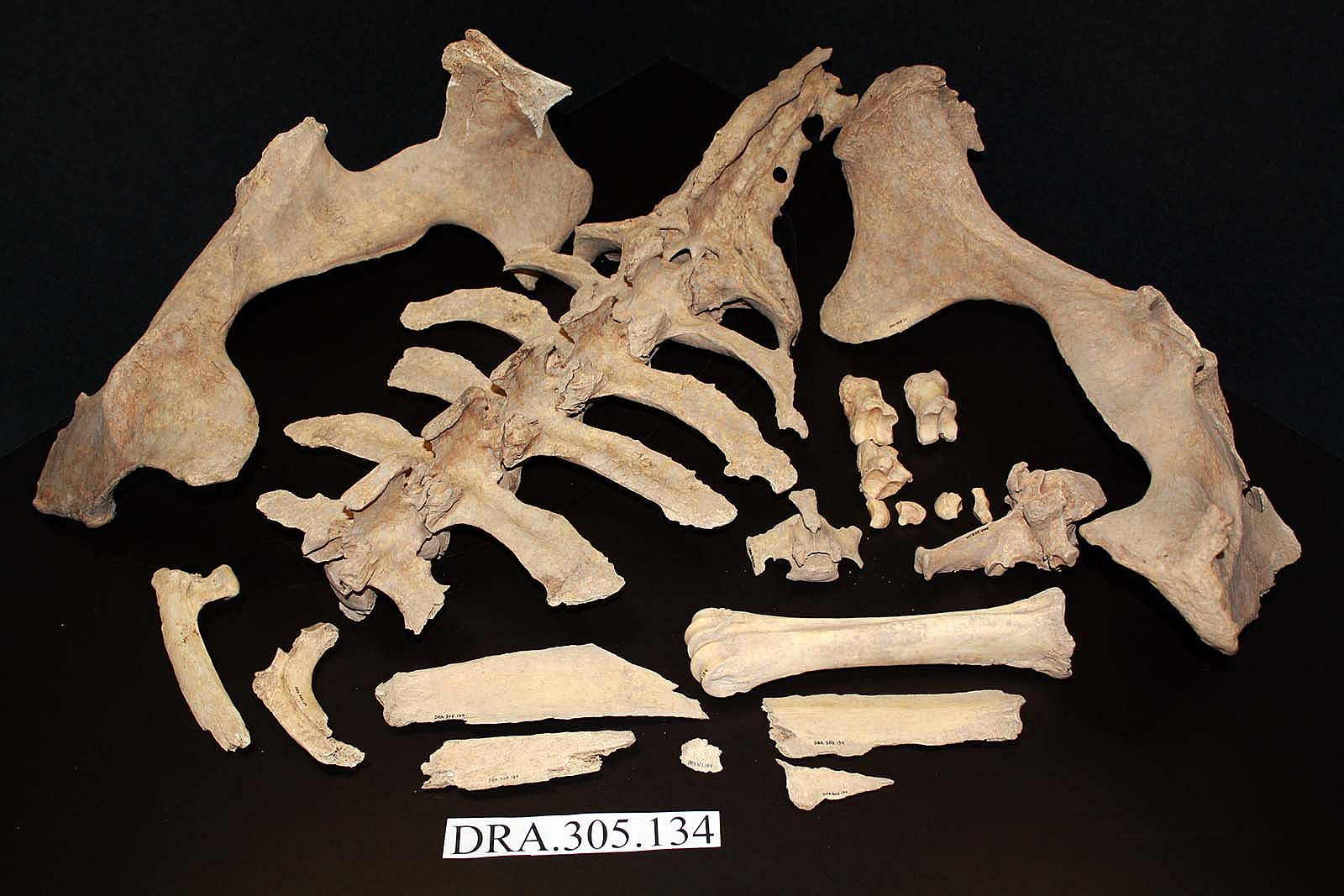 A Treasure from Our West: Partial bison skeleton. DRA.305.134