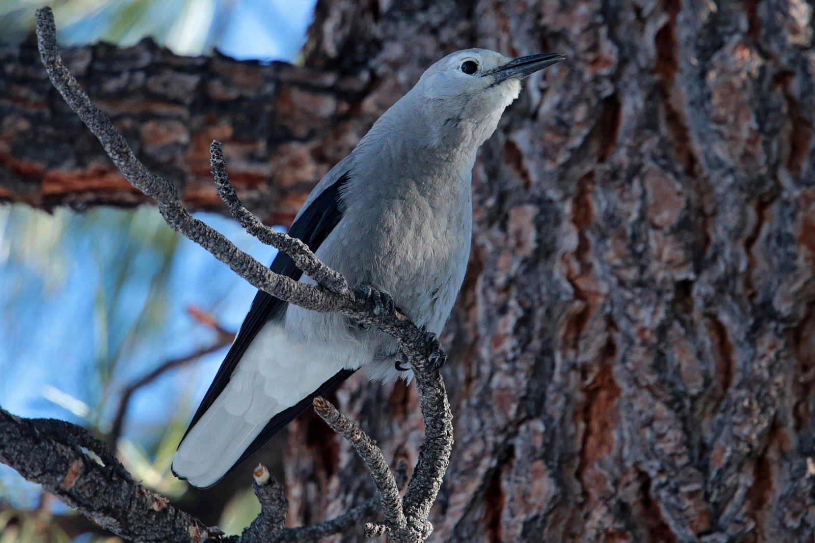 Photo of a Clark's Nutcracker, a bird who helps forests by  gathering and caching pine cone seeds.  Uneaten seeds may then sprout into new trees.