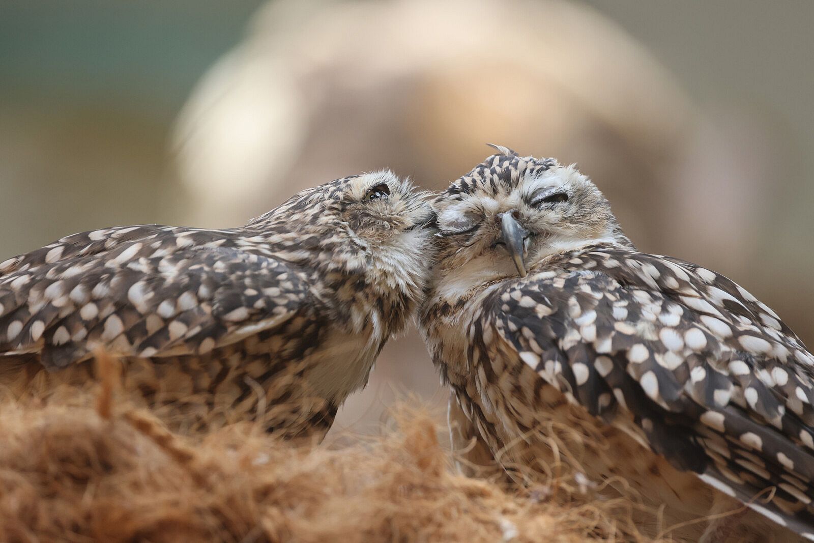Two burrowing owls preening.