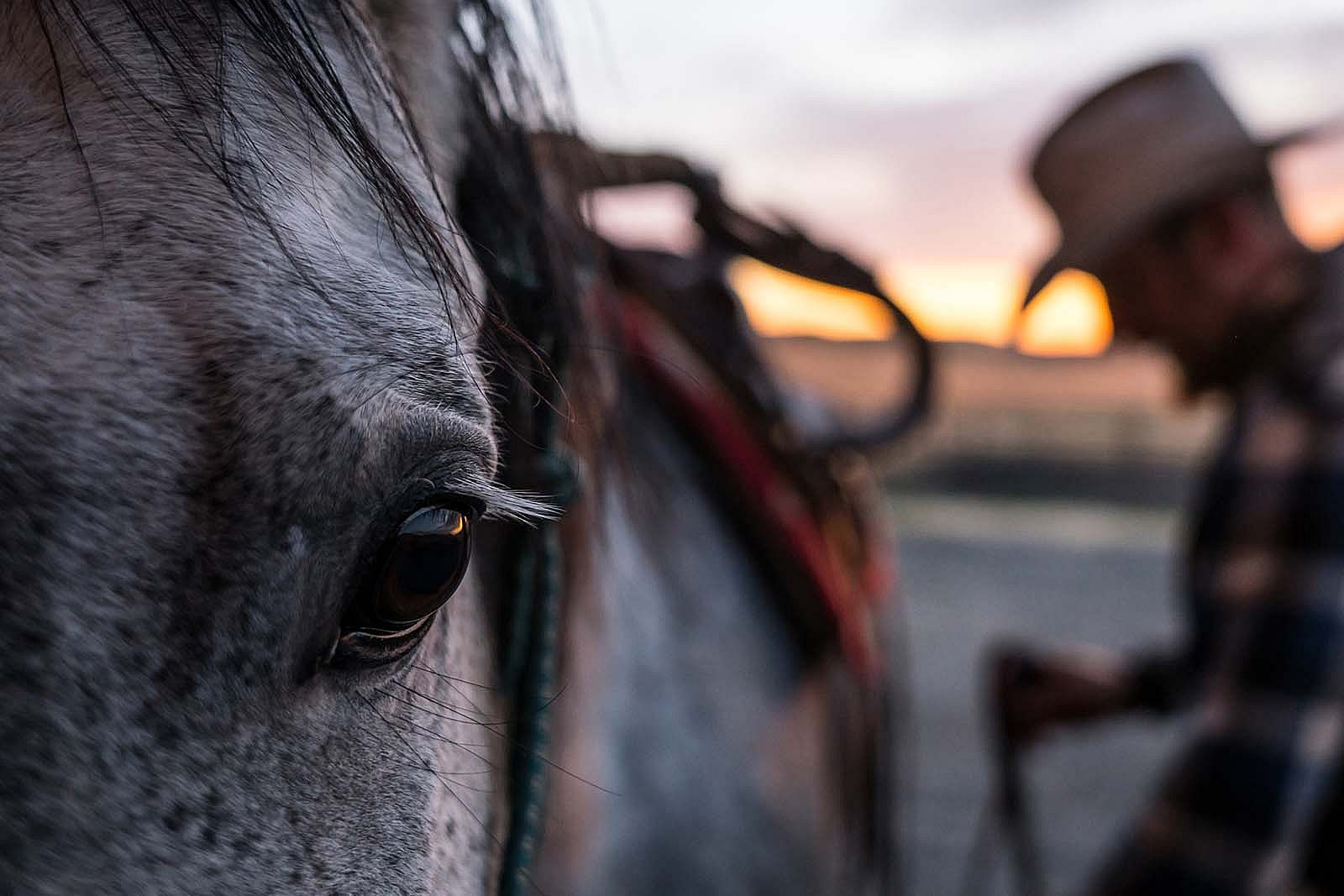 Cowboy saddling horse. Adobe Stock image.