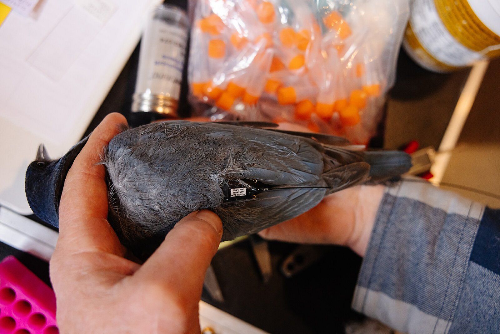A Pinyon Jay with an Argos GPS tag in place.